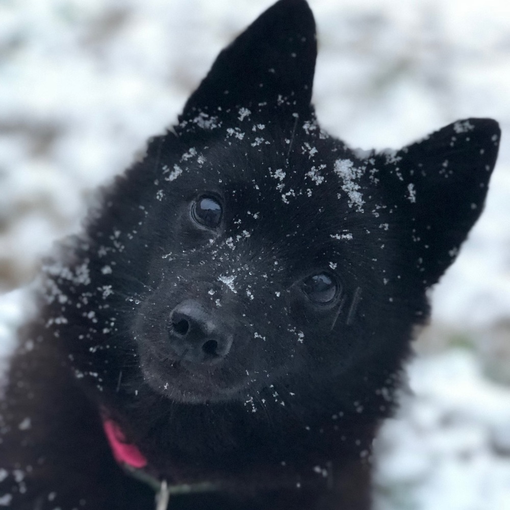 Meet your Posher, Diane